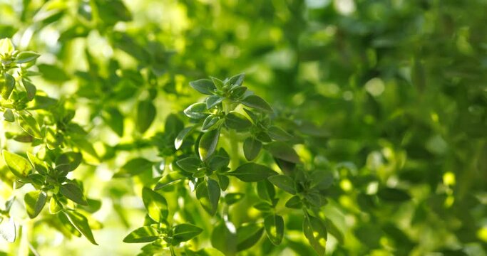 Basil plant, manjerico in the changing llight of the  sun, close up view