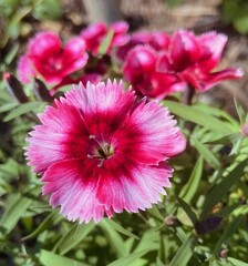 Pink and red flowers