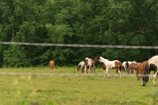 Corral full of horses of different color shades and patterns grazing in an open field but behind a wire fence that separates the domesticated livestock from the road