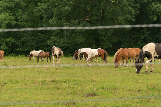 domesticated horses in on outdoor meadow for grazing corralled by barbed wire fence around the perimeter road