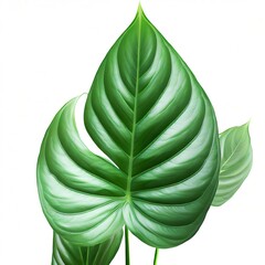 Syngonium wendlandii Schott foliage ,green leaves pattern of tropical leaf plant isolated on white background