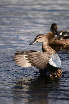 Colorful Blue- winged Teal duck with wings spread