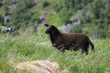 moutons norvégiens