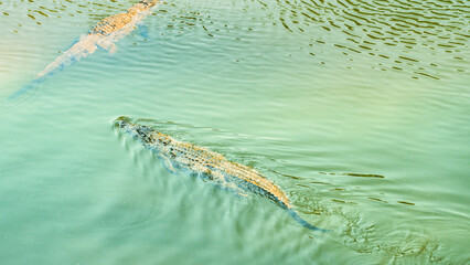 top view of river crocodiles swimming in Asia
