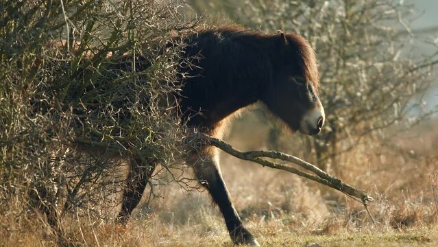 Closeup sunlit wild exmoor pony horse scratching by dry tree trunk in bush on the middle of pasture in late autumn nature habitat in Milovice, Czech republic. Protected animals considered as ancestor