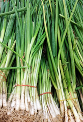Obraz premium fresh green onions