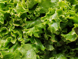 green lettuce leaves