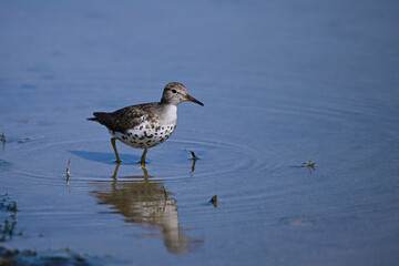 Close up of a Spotted Sandpiper bird wading along the shore of a lake