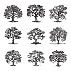 Set of tree hand drawn vector