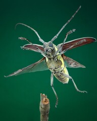 Flying long horn beetle