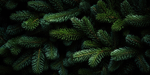 Christmas tree branches background