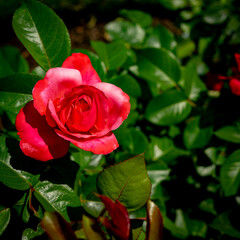 Red rose and green leaves in a garden
