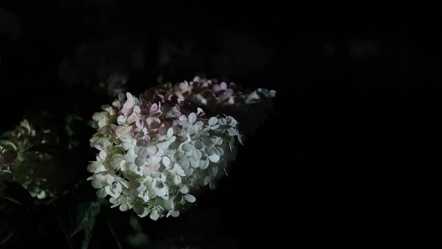 Hydrangea flowers paniculate at night near the lantern in the garden