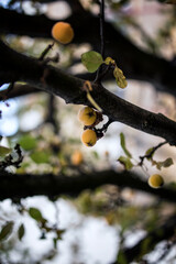 Apfel