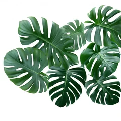 Papier Peint photo Monstera Green leaves pattern ,leaf monstera isolated on white background