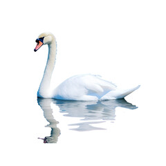 Swan on blue water