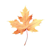 Maple leaf isolated on transparent background high resolution fall concept design