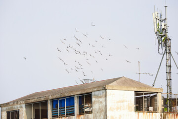 Flock of pigeon flying over rooftop