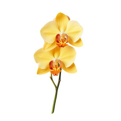 Isolated yellow orchid on transparent background