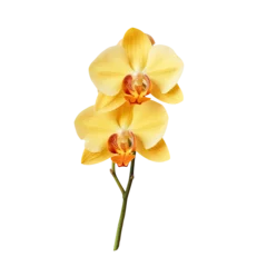 Poster Isolated yellow orchid on transparent background © AkuAku