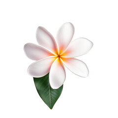 Frangipani flower in tropics against transparent background