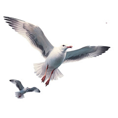 Obraz premium The gull a migratory bird escapes from the northern hemisphere during the season change between rainy season and winter