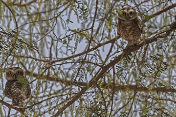 A Pair of Spotted Owl