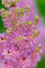 Blossomed wild plant in pink color, note shallow depth of field