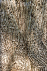 Close up of the base of a tree trunk gnarly bark