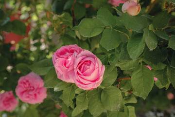 Field of Damascena roses in sunny summer day . Rose petals harvest for rose oil perfume production. village Guneykent in Isparta region, Turkey a real paradise for eco-tourism.