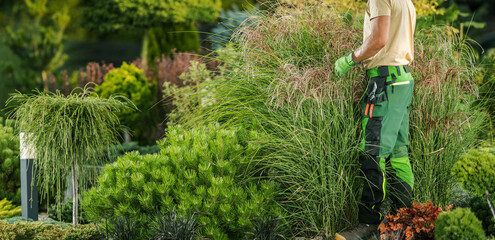 Professional Landscaper Examining Garden Plants Health