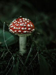 fly agaric mushroom