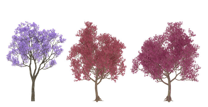tree purple and pink with flowers isolated on transparent background