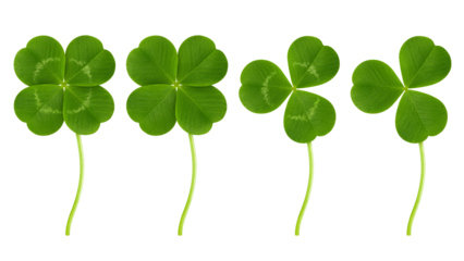 Clover isolated on white background, St. Patrick's Day symbol, full depth of field