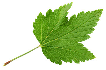 Currant Leaf isolated on white background, full depth of field