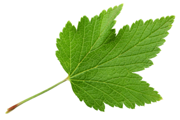 Currant Leaf isolated on white background, full depth of field