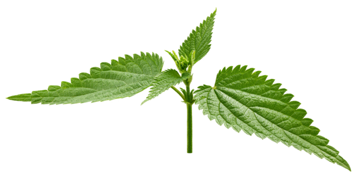 Nettle isolated on white background, full depth of field