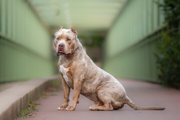 Portrait d'un chien de race american bully xl dans la nature