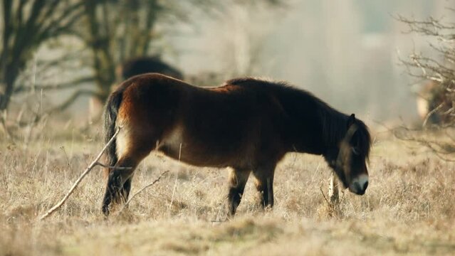 Closeup sunlit wild exmoor pony horse scratching by dry tree trunk in bush on the middle of pasture in late autumn nature habitat in Milovice, Czech republic. Protected animals considered as ancestor