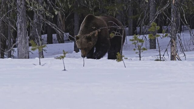 Brown bear is sinking to the snow