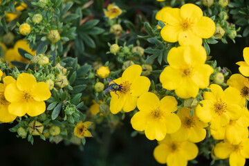 fly on yellow flowers in the garden
