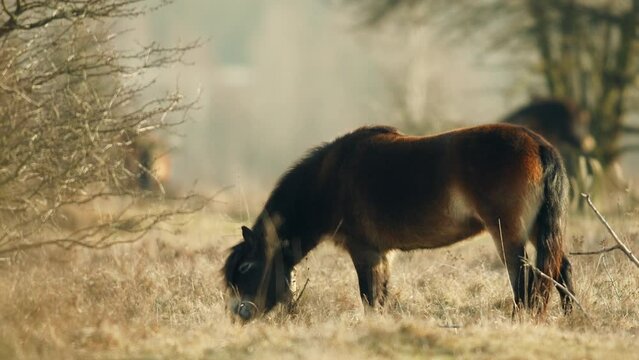 Closeup sunlit wild exmoor pony horse scratching by dry tree trunk in bush on the middle of pasture in late autumn nature habitat in Milovice, Czech republic. Protected animals considered as ancestor