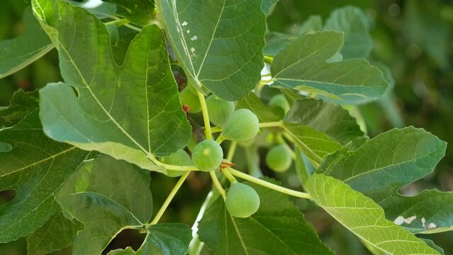 Juicy Green italian figs fruit plant ripe branch,fico bianco of cilento, healthy eating