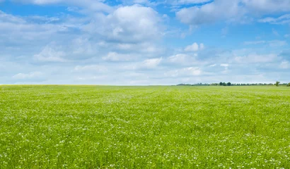 Photo sur Plexiglas Prairie, marais Field with flax and blue sky. Wide photo.