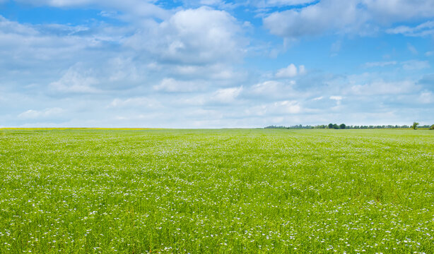 Field with flax and blue sky. Wide photo.