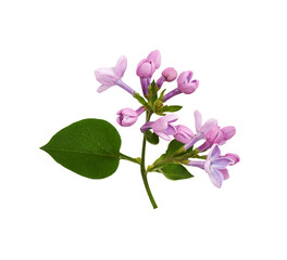 Twig of Lilac flowers and leaves isolated on white or transparent background