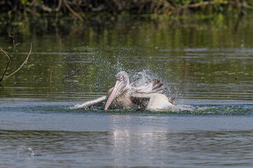 spot bill pelican taking bath in natural habitat in Vedanthangal bird sanctuary in tamilnadu, India .