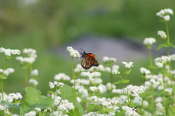 Butterfly Moment 2
