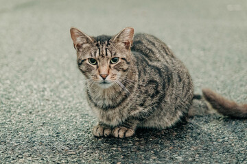 Cats in Crown Heights, Brooklyn, New York