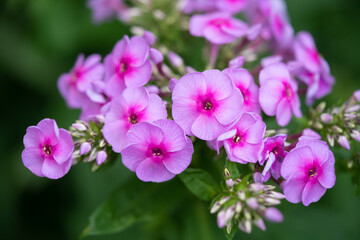 Fototapeta na wymiar beautiful purple phlox drummond flowers on a bush in the garden